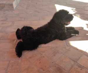Crni ruski terijer štenci