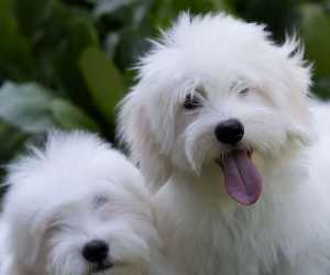 Coton de tulear  