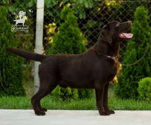 Labrador retriver štenci, čokoladni 