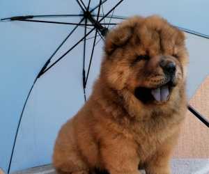 Chow chow 