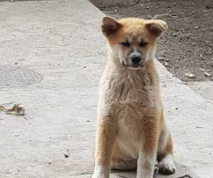 Akita inu, zenkice 