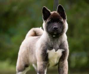 Americka akita