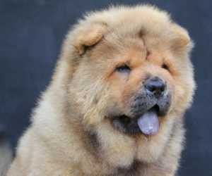 Chow chow 