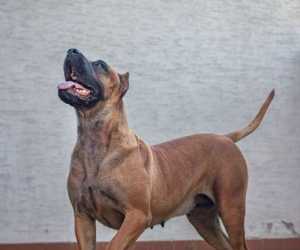 Presa canario