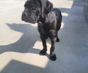 Cane corso ženka