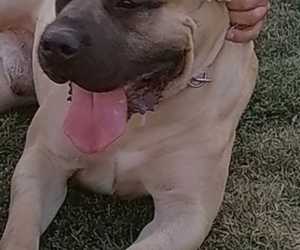 Presa canario štenci