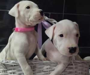 Dogo argentino 