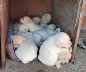 Labrador retriver štenci