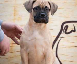 Odgajivačnica bullmastiff-a home of guardians nudi na prodaju vrhunsku izložbenu štenad