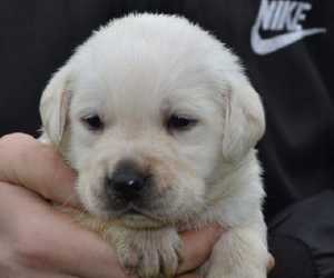 Labrador retriver