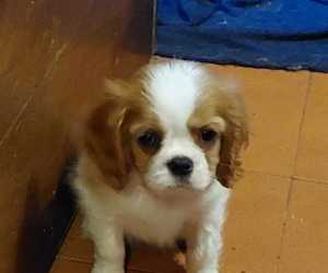 Cavalier king charles spaniel 