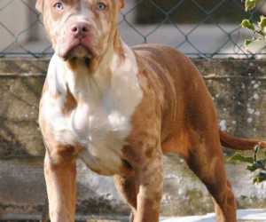 American bully xl