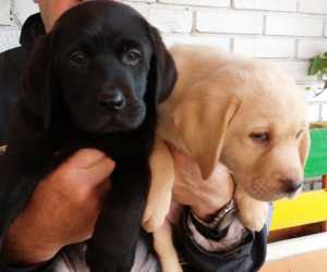 Labrador retriver, vrhunsko leglo