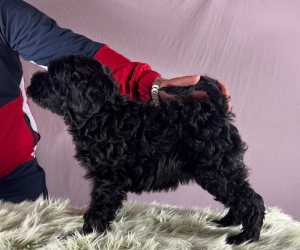 Portugalski vodeni pas - portuguese water dog štenci