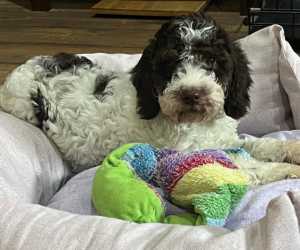 Lagotto romagnolo svih uzrasta