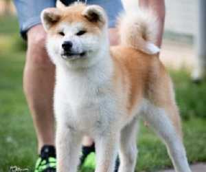 Akita inu