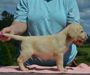 Labrador retriver