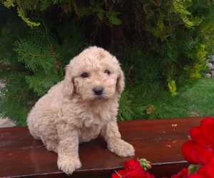 Labradoodle štenci 