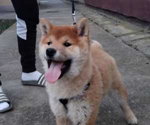 Shiba inu 