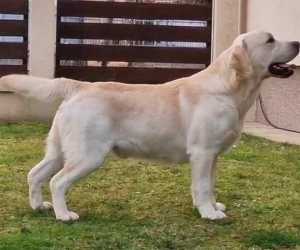 Labrador retriver štenci 