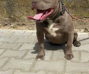 American bully pocket sampanj zenkica