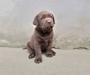 Labrador retriver 