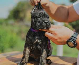 Cane corso štenci