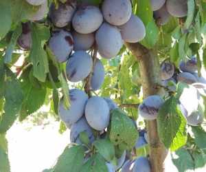 Vocne sadnice - sorte voća za organsku proizvodnju