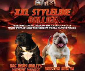 American bully pocket micro