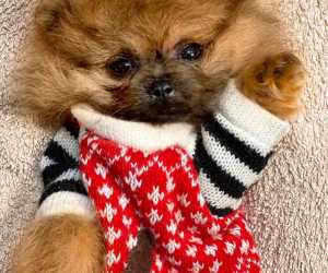 Pomeranac boo čistokrvni sa garancijom