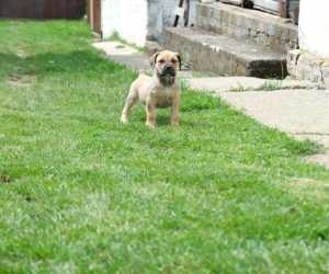 Juznoafricki mastif, boerboel