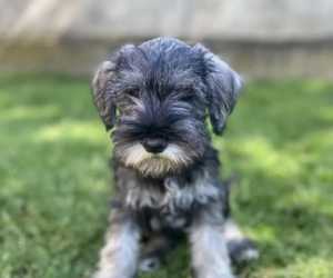 Patuljasti snauceri u ponudi